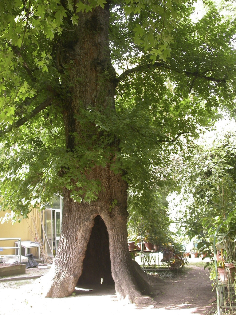 BO Orto Botanico BO DSCN5831